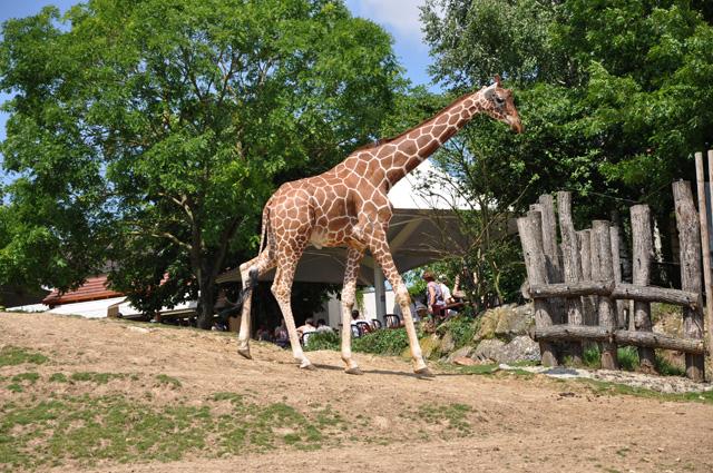 min 2013 07 06 beauval 086
